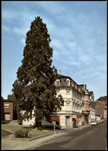 Ansichtskarte Wermelskirchen Kalifornische Mammutkiefer, 20 m Straße 1972