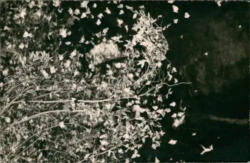 Postcard Rhodos RHODES Schmetterlinge Butterfly 1950