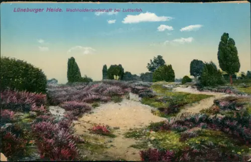 Lüneburger Heide Lüneburger Heide Wachholderlandschaft bei Lutterloh 1910