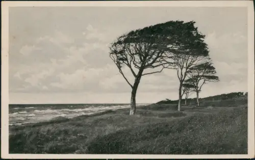 Ansichtskarte Ahrenshoop Strand Windflüchter im Darẞ Ostseebad 1949