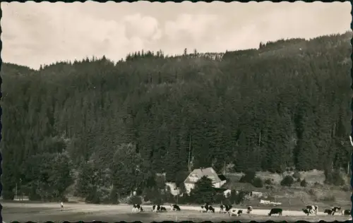 Oberpöbel-Dippoldiswalde HO-Gaststätte Putzmühle Pöbeltal Erzgebirge 1956