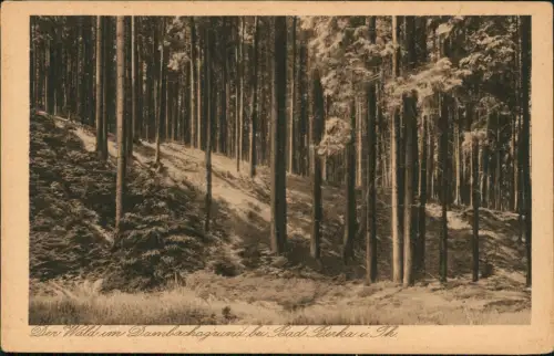 Ansichtskarte Bad Berka Der Wald im Dambachagrund 1928