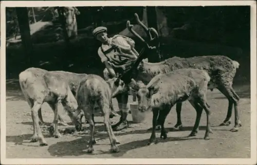 Ansichtskarte München Tierpark Hellabrunn Rentiere - Fotokarte 1931