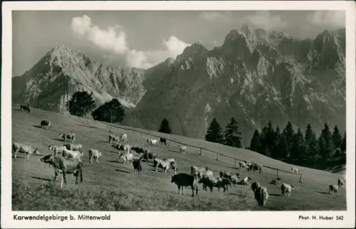 Ansichtskarte Mittenwald Karwendelgebirge Kühe 1955