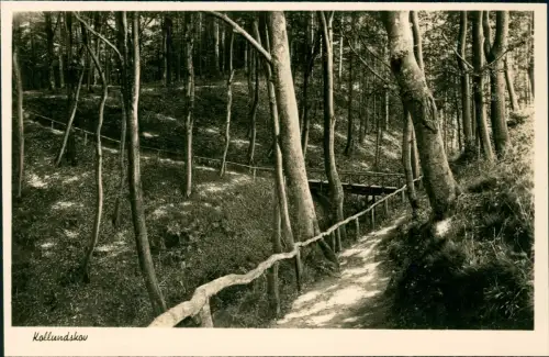 Postcard Bad Collund Kollund Waldweg Kollundskov 1930