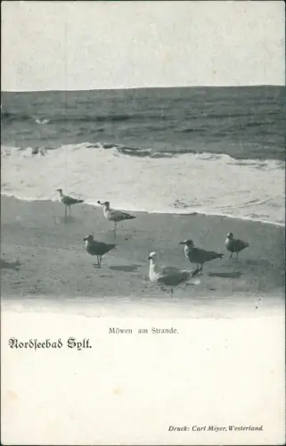 Ansichtskarte Insel Sylt Möwen am Strande. Nordseebad 1908