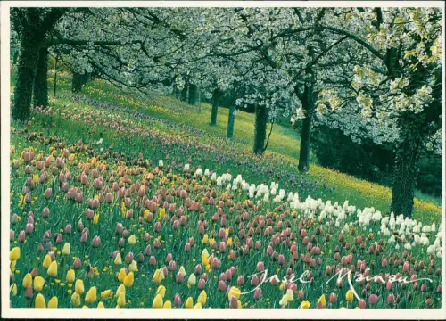 Insel Mainau-Konstanz MAINAU BODENSEE Tulpenwiese mit Kirschbäumen 1980