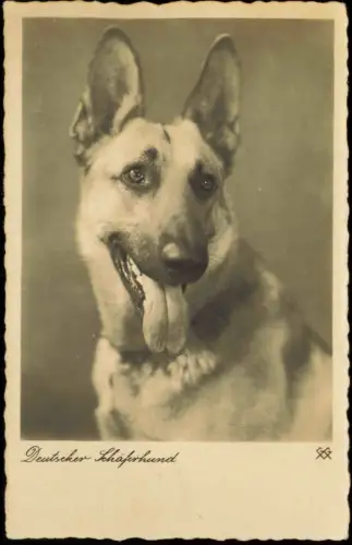 Ansichtskarte  Tiere - Hunde Deutscher Schäferhund 1938