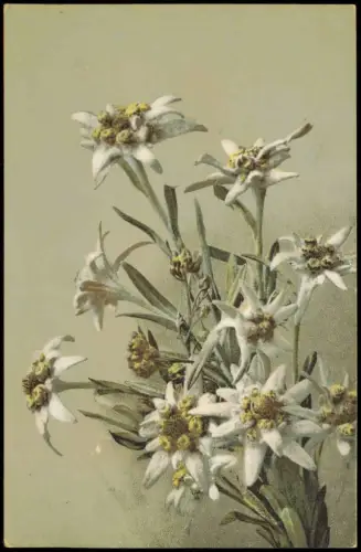 Ansichtskarte  Botanik :: Blumen Edelweiss Photochromie 1911