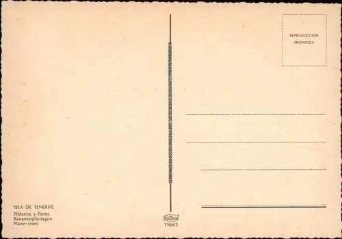 .Teneriffa Landschaft ISLA DE TENERIFE Plátanos y flores Bananenplantage 1970