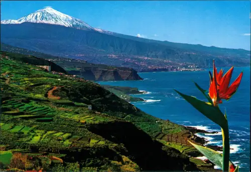 .Teneriffa TENERIFE Zona Norte con el Teide (verschneiter Berg) 1984