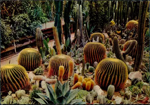 Ansichtskarte Frankfurt am Main Hundertjährige KugelkakteenPalmengarten 1978