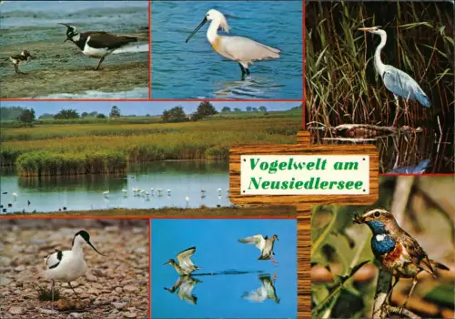Neusiedl am See Neusiedler See Vogel-Welt u.a. Kiebitz, Graureiher uvm. 1986