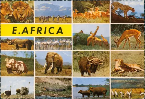 Postcard _Allgemein Mehrbild Tiere Eastafrica Ostafrika 1988