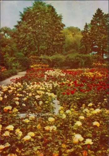 Ansichtskarte Wörlitz-Oranienbaum-Wörlitz Landschaftspark Wörlitz 1963