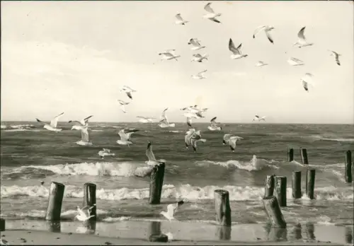 .Mecklenburg-Vorpommern Ostsee Baltic Sea Strand Möwen Fotokarte 1978
