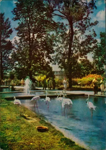Erfurt Internationale Gartenbauausstellung der DDR IGA Flamingo 1968