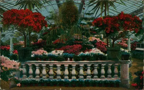 Ansichtskarte Frankfurt am Main Palmengarten, Azaleen im Blütenflor. 1912