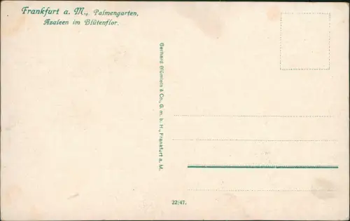 Ansichtskarte Frankfurt am Main Palmengarten, Azaleen im Blütenflor. 1912