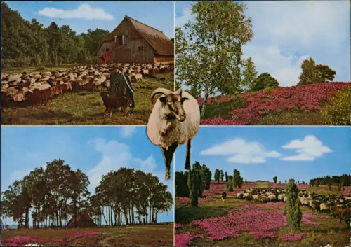 Ansichtskarte .Niedersachsen Idylle im Naturschutzpark Lüneburger Heide 1972