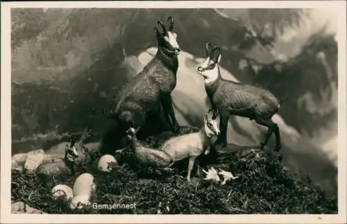 Ansichtskarte .Bayern Gemsennest Gemse - Fotokarte 1930