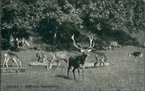 Ansichtskarte Morzg-Salzburg Schloß Hellbrunn, Hirschgarten 1918