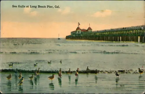 Postcard Long Beach Sea Gulls at Long Beach Pier 1913  California