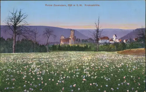 Ansichtskarte Bad Teinach-Zavelstein Burgruine Zavelstein Krokusblüte 1931