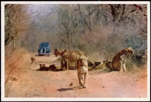 Postcard Johannesburg WILD LIFE DIERELEWE, Löwe Löwen Lion Lions 1970