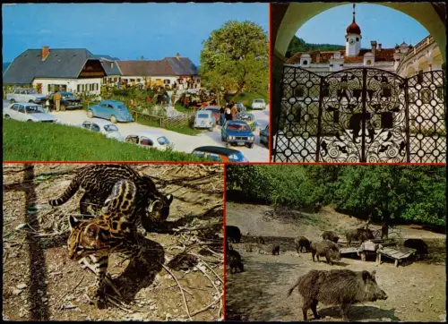 Ansichtskarte Sankt Johann Tierpark Herberstein, Tiere u.a. Wildschwein 1975