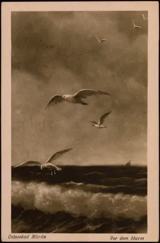 Ansichtskarte Graal-Müritz Vor dem Sturm Möwen Künstlerkarte 1924