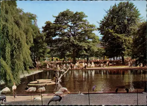 Ansichtskarte Duisburg Tierpark Zoo Flamingo 1966