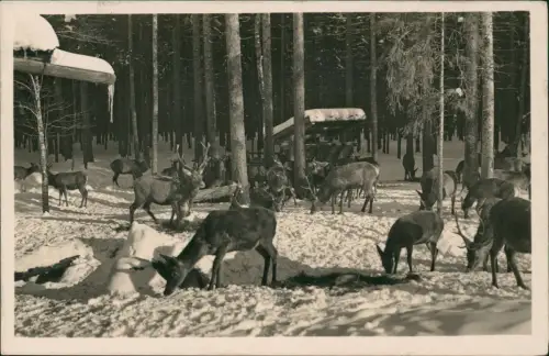 Ramsau bei Berchtesgaden Hintersee Wild-Fütterung (Rehe, Hirsche) 1936