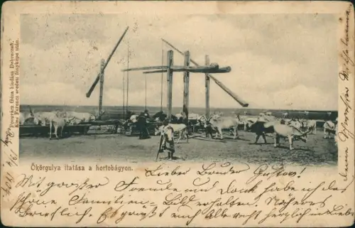 .Ungarn Ökörgulya itatása a hortobágyon. Magyar Schäfer Herde 1919