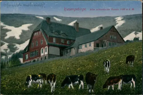 Schreiberhau Szklarska Poręba Alte schlesische Baude Riesengebirge Kühe 1921