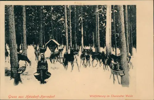 Ansichtskarte Hetzdorf-Halsbrücke Wildfütterung im Tharandter Walde 1914