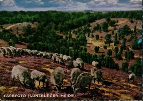 Lüneburger Heide Naturschutzpark  Heidschnucken, Landschaft 1964