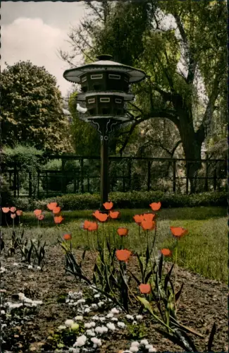 Bad Homburg Höhe Taubenhäuschen am Froschkönig-Weiher Colorfotokarte 1955