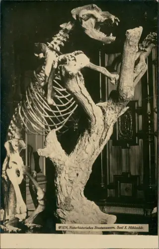 Ansichtskarte Wien Naturhistorisches Staatsmuseum, Saal X. Höhlenbär. 1929