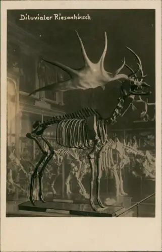 Wien Naturhistorisches Nationalmuseum Diluvialer Riesenhirsch 1928
