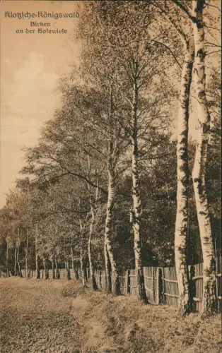 Ansichtskarte Langebrück-Dresden Königswald Birken an der Hofewiese 1916
