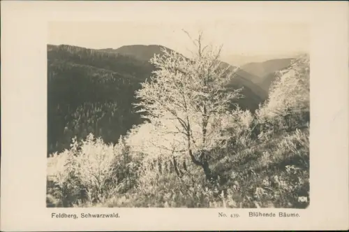 Titisee-Neustadt Feldberg, Schwarzwald. Blühende Bäume. Fotokarte 1929
