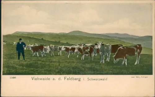 Feldberg (Schwarzwald) Viehwaide a. d. Feldberg i. Schwarzwald. 1908