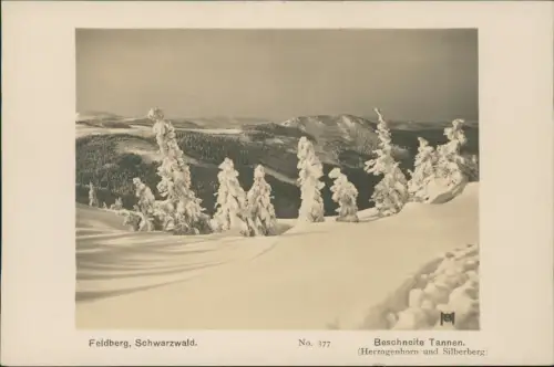 Feldberg (Schwarzwald) Beschneite Tannen Herzogenhorn und Silberberg Winter 1929