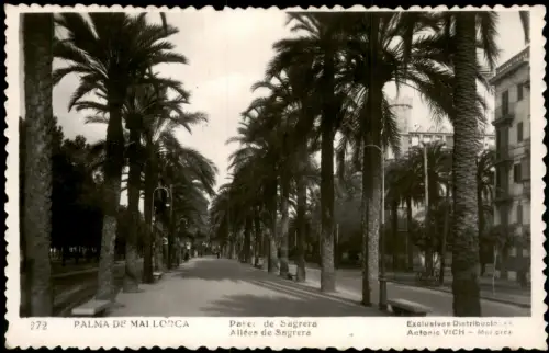 Palma ( de Mallorca) Pasea de Sagrera Allées de Sagrera Palmen Straße 1956