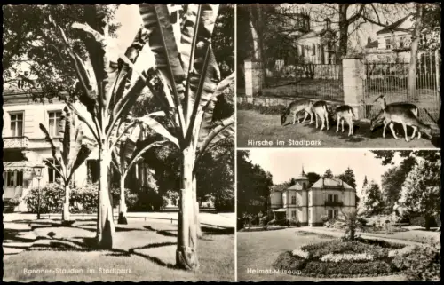 Ansichtskarte Lahr (Schwarzwald) 3 Bild Stadtpark Hirsche Bananen-Stauden 1968