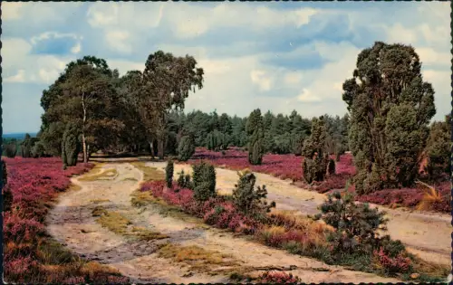 Ansichtskarte .Niedersachsen Lüneburger Heide Stimmungsbild 1964