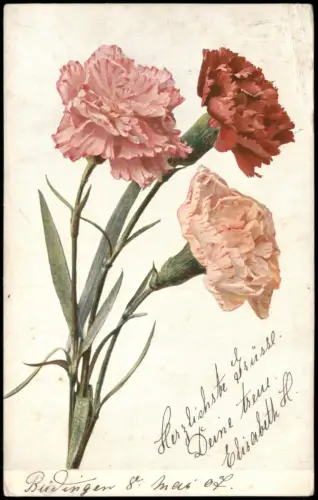 Ansichtskarte  Botanik :: Blumen Nelken 1911