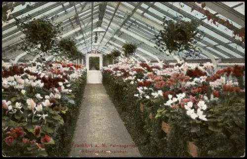 Ansichtskarte Frankfurt am Main Palmengarten: Blühende Alpenveilchen 1912