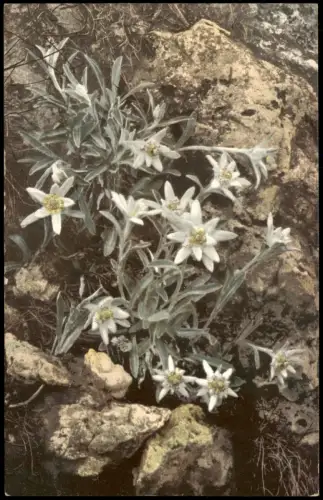 Ansichtskarte  Botanik Leontopodium alpinum. Edelweiß Photochromie 1912